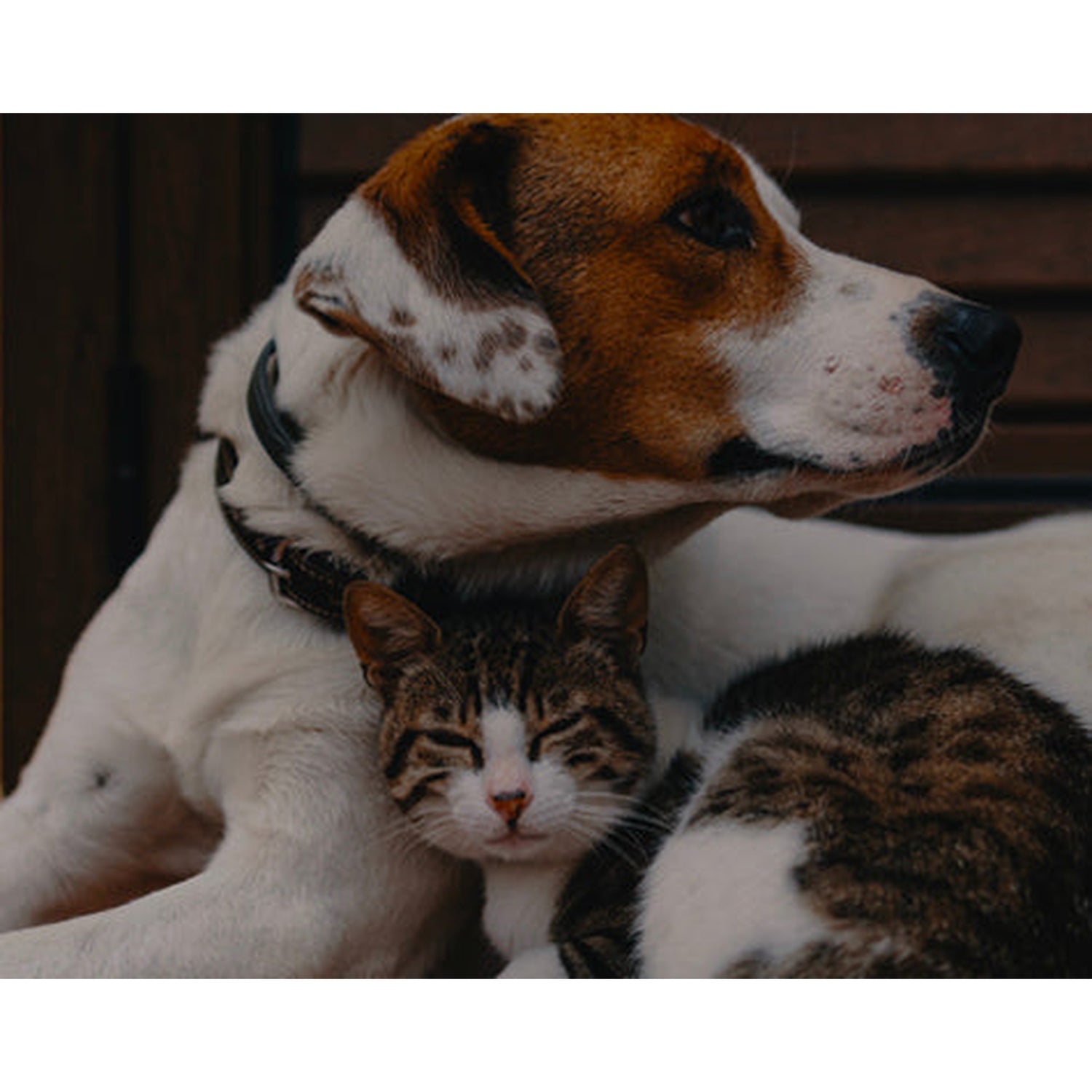 Pets